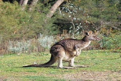 Australien Golfreisen und Golfurlaub